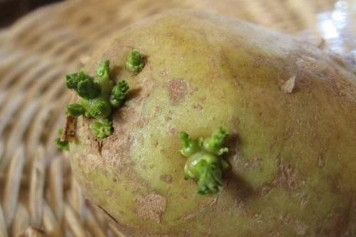 Проросшая картошка — проверенное средство от воспаления суставов