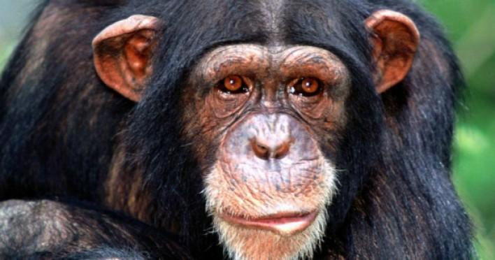 Էգ շիմպանզեին հղիացրել են մարդու սերմնահեղուկով. տեսեք, թե ինչ տեսք ուներ ծնված արարածը (Photo)