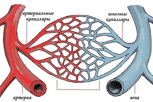 Укрепление сосудов и капилляров эффективными методами