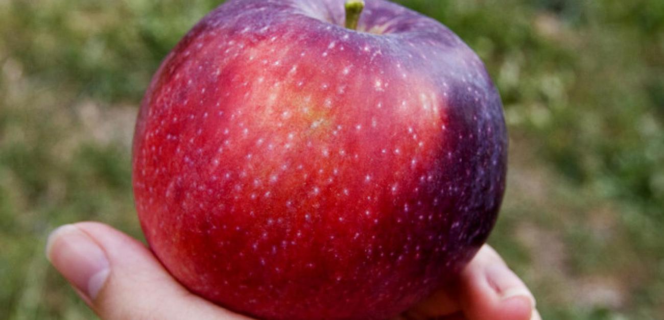 Երբ իմանանք խնձորի այս հատկության մասին, կսկսեք ամեն օր խնձոր ուտել