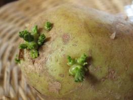 Проросшая картошка — проверенное средство от воспаления суставов