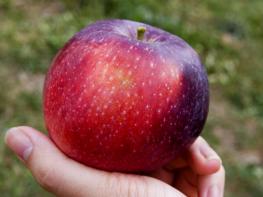 Երբ իմանանք խնձորի այս հատկության մասին, կսկսեք ամեն օր խնձոր ուտել