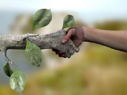 Дендротерапия — лечение энергией деревьев